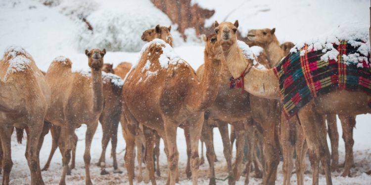 Zabijelile saudijske pustinje: Pao prvi snijeg nakon 50 godina