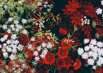 Hamzi ga hop, ali jok kod Dike