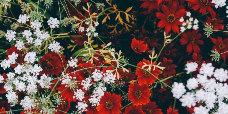 Hamzi ga hop, ali jok kod Dike