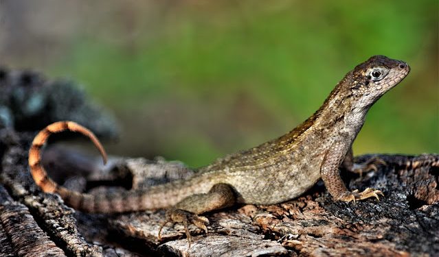 Zašto se neke vrste mogu regenerisati, a neke ne?