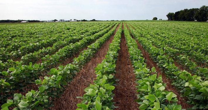 Hercegovina: Ovu biljku uzgaja sve više poljoprivrednika