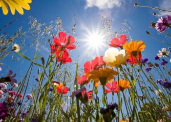 Proljeće u februaru: Danas temperature do 20 stepeni