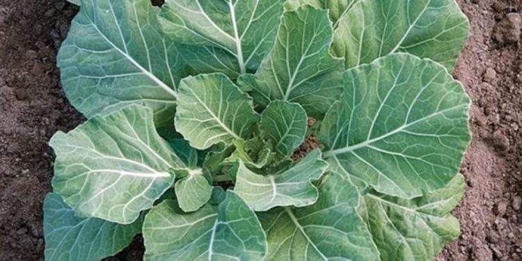 New York Times raštiku ocijenio najzdravijom, ali i najskupljom namirnicom