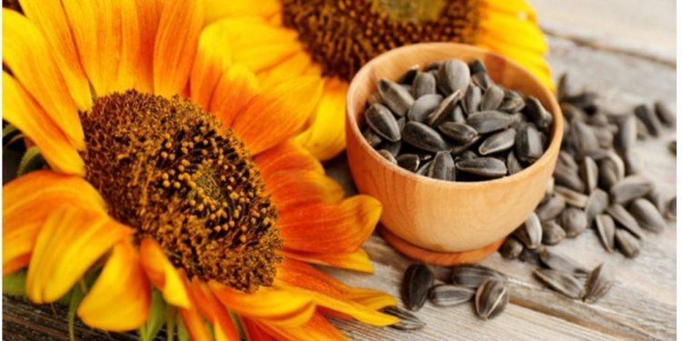 Sjemenke suncokreta – zdrave i ukusne grickalice
