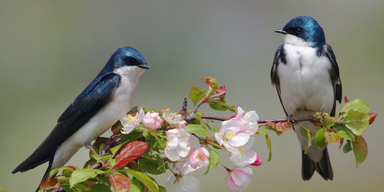 Lastavice – vjesnici proljeća