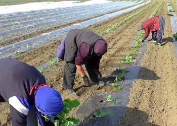 Sedam miliona za razvoj sektora voća, povrća i šumskih plodova u Federaciji BiH