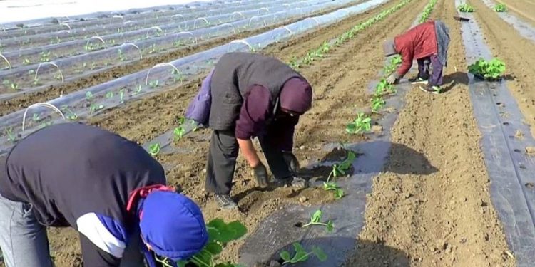 Sedam miliona za razvoj sektora voća, povrća i šumskih plodova u Federaciji BiH