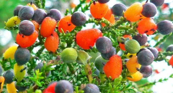 Da li ste čuli za drvo koje rađa 40 vrsta voća?