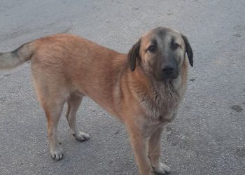 Suad Kika Prndelj: Rex