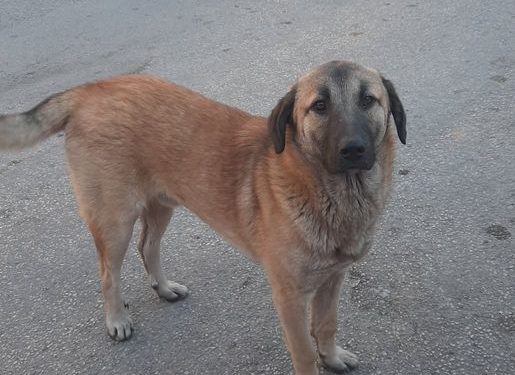 Suad Kika Prndelj: Rex