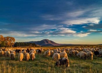 Kružno putovanje duvanjskim krajem