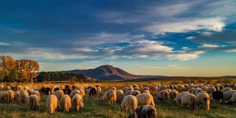 Kružno putovanje duvanjskim krajem