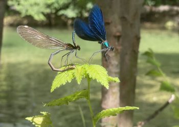 Bešir Isaković: Bregava i mi