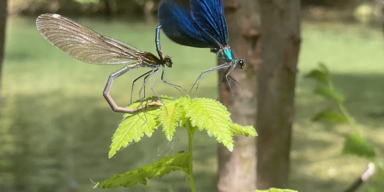 Bešir Isaković: Bregava i mi