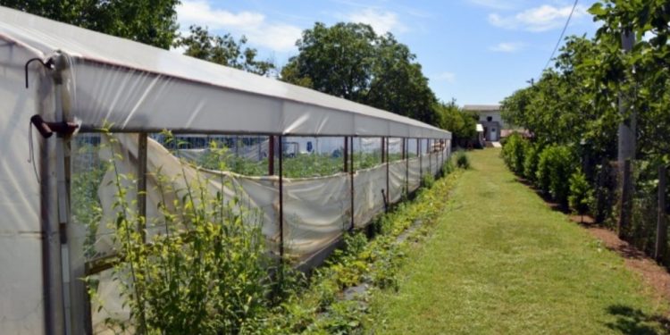 Stagnira poljoprivreda u BiH