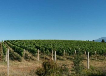 Udruženje “Pjana brda” – druženje i degustacija
