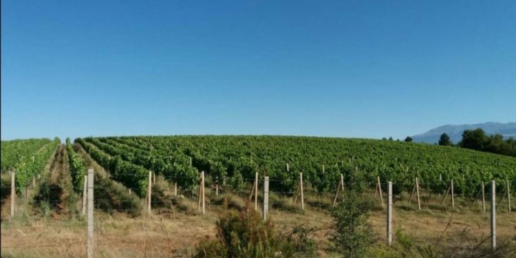 Udruženje “Pjana brda” – druženje i degustacija