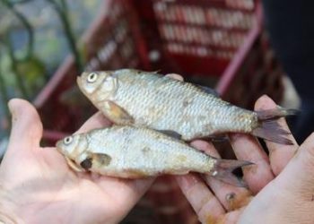 Krenula inventarizacija endemskih vrsta riba donjeg toka rijeke Neretve i Hutova blata