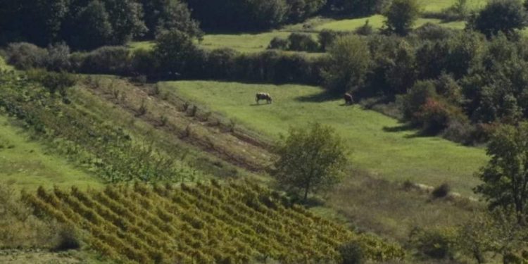 Priča o Dubravskoj visoravni, našem najbogatijem poljoprivrednom kraju
