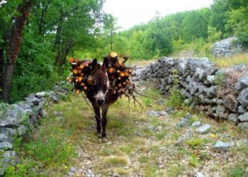 Magarac je obilježio život hercegovačkog kraja