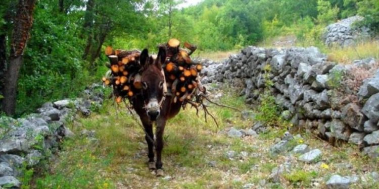Magarac je obilježio život hercegovačkog kraja