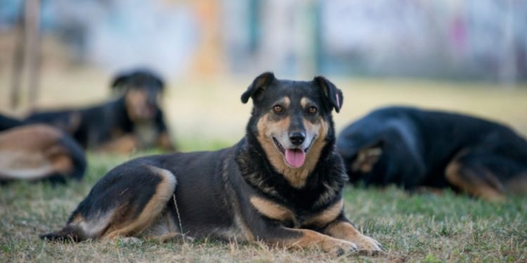 Sistemski pristup rješavanju problema napuštenih pasa