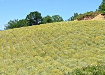 Babina hercegovačka priča