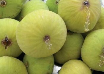 Čapljinac Hivzija Šator najveći je proizvođač smokava u BiH