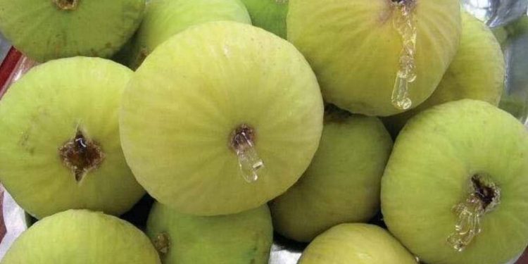 Čapljinac Hivzija Šator najveći je proizvođač smokava u BiH