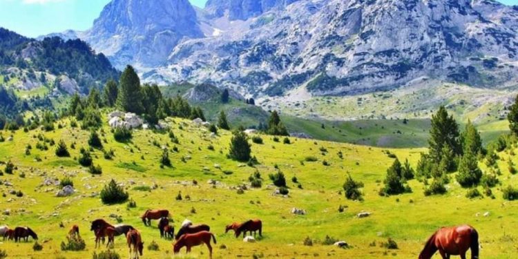 Priča o bh. selu Dramiševo: “Neke čudne sile me tamo vuku”