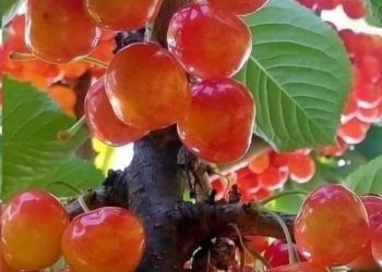 Ivkina životna priča