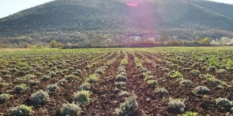 Kako je BiH postala najveći proizvođač smilja na svijetu pa doživjela potpuni krah