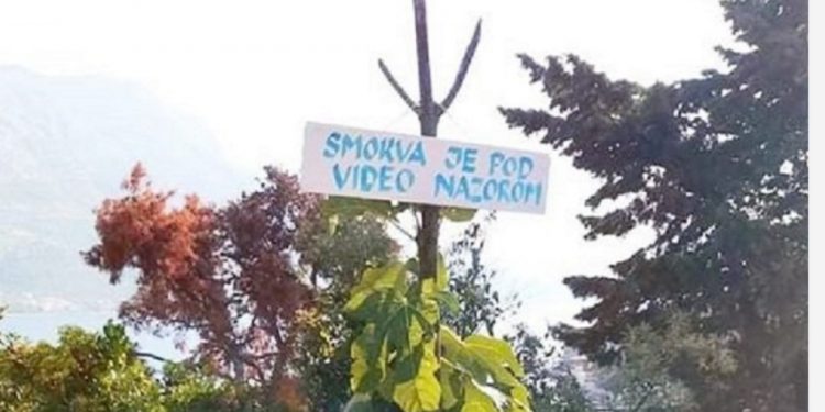 Smokva pod videonadzorom
