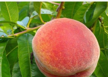 Breskva je kraljica ljeta koja čuva vid i bubrege