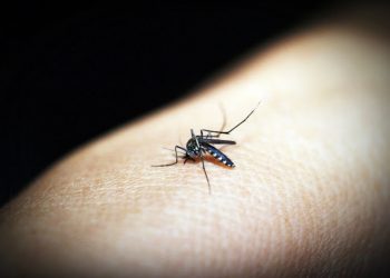 Zašto komarci neke ljude ujedaju više nego druge?