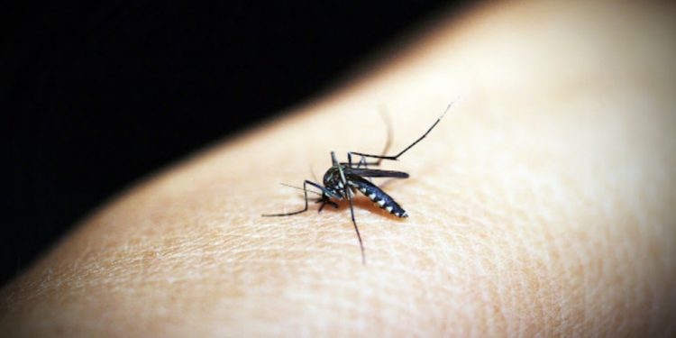 Zašto komarci neke ljude ujedaju više nego druge?