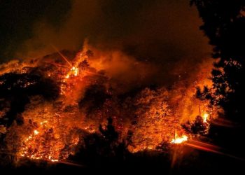 GORE PLUĆA HERCEGOVINE: Pred našim očimana nestaje u hektarima višedecenijska zdrava crnogorična šuma