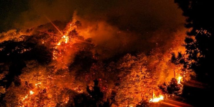 GORE PLUĆA HERCEGOVINE: Pred našim očimana nestaje u hektarima višedecenijska zdrava crnogorična šuma
