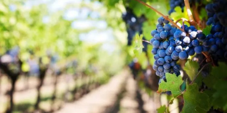 Agroturizam, povratak prirodi