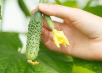 Zabrana uvoza traje: U krastavcu nađen povećan sadržaj pesticida