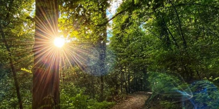 EU planira zabraniti proizvode proizvedene nanošenjem štete šumama