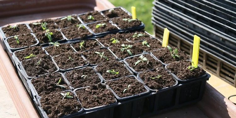 U susret proljeću: Šta u martu posaditi u vrtu?