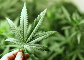 Podržavate li legalizaciju kanabisa u medicinske svrhe? (Anketa)
