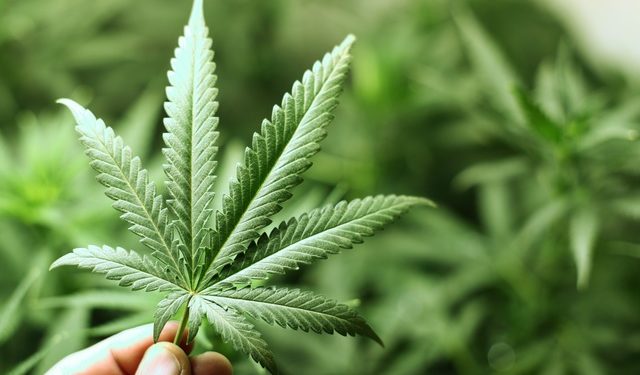 Podržavate li legalizaciju kanabisa u medicinske svrhe? (Anketa)
