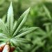 Podržavate li legalizaciju kanabisa u medicinske svrhe? (Anketa)