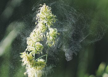 Očekuje se pojava polena visoko alergene ambrozije, izdate preporuke za građane