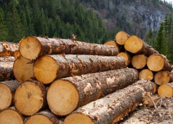 Vlada FBiH predlaže Vijeću ministara BiH da zabranu izvoza drvnih sortimenata produži do kraja godine
