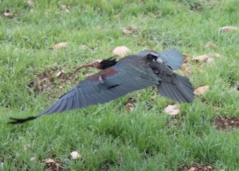 Nakon više od 200 godina ćelavi ibis viđen u dolini Neretve