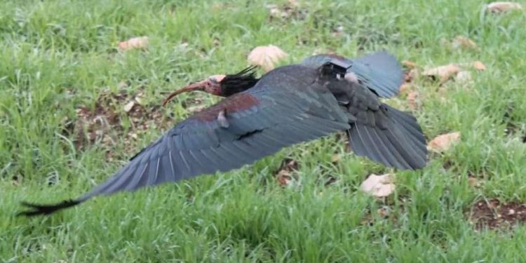 Nakon više od 200 godina ćelavi ibis viđen u dolini Neretve