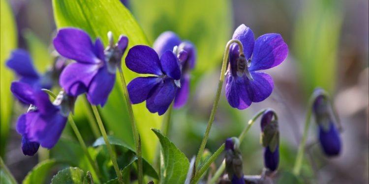 Temperatura u BiH će u narednim danima biti i do 21 stepen, polako nam dolazi proljeće
